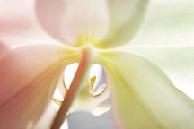 Obraz Zoom orchidea 1752